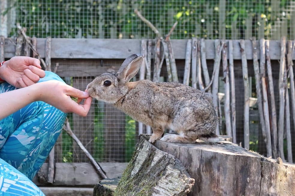 Pupuakatemia - Oppivainen kani! by Eläinkoulu Välkky