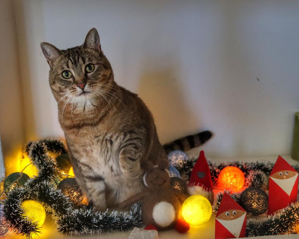 Välkyn virikekalenteri - Joulukalenteri kissoille by Eläinkoulu Välkky