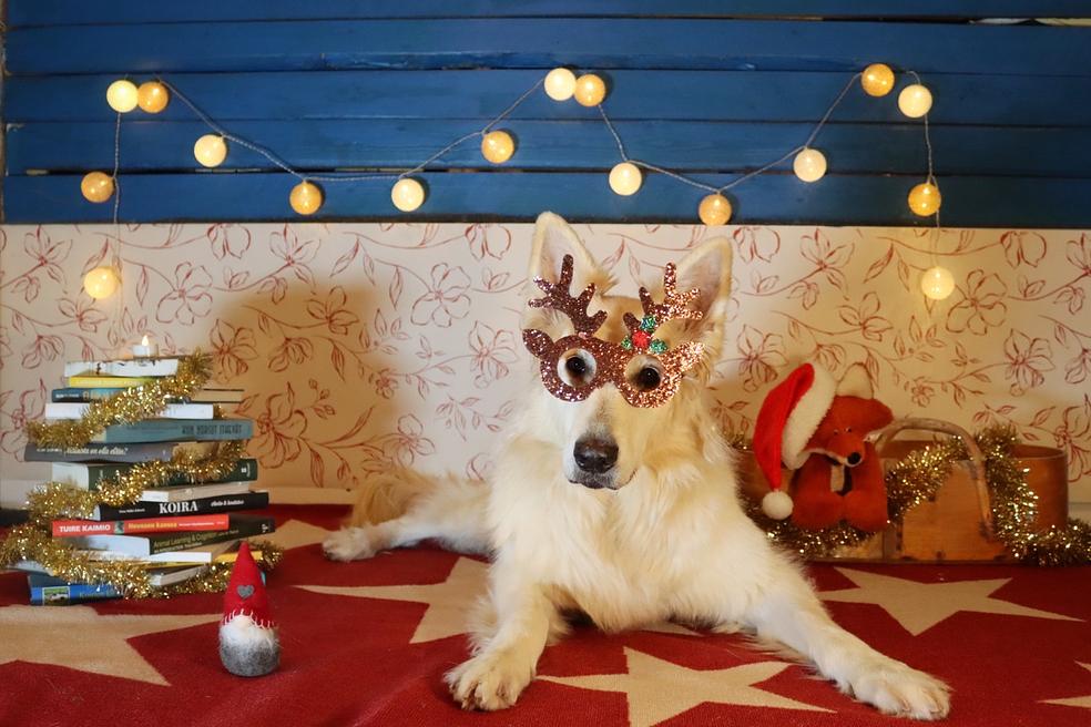 Välkyn virikekalenteri - Joulukalenteri koirille by Eläinkoulu Välkky